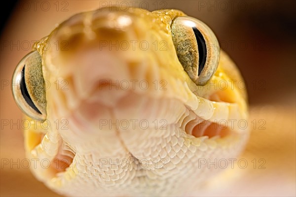 Amazon tree boa