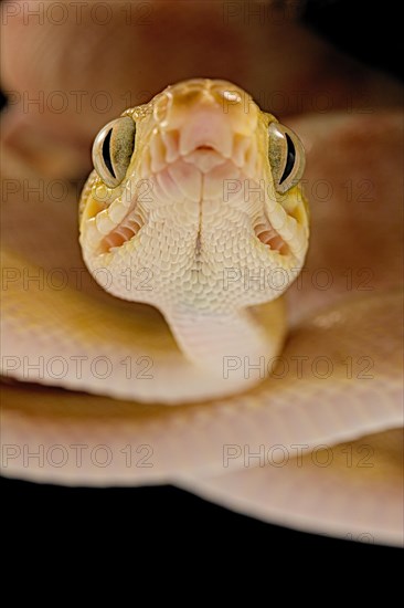 Amazon tree boa