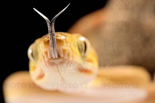 Amazon tree boa