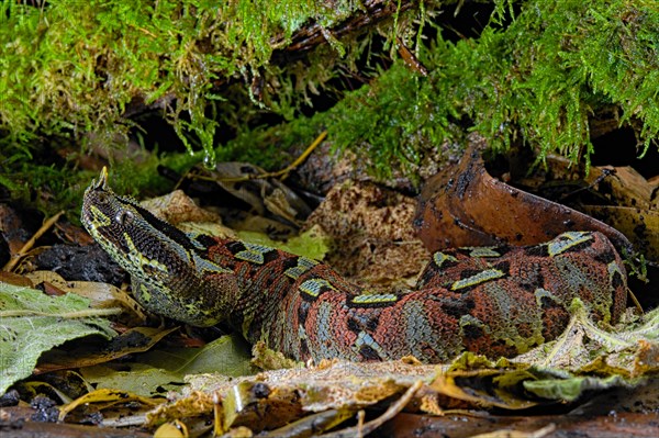 Arrowhead Viper