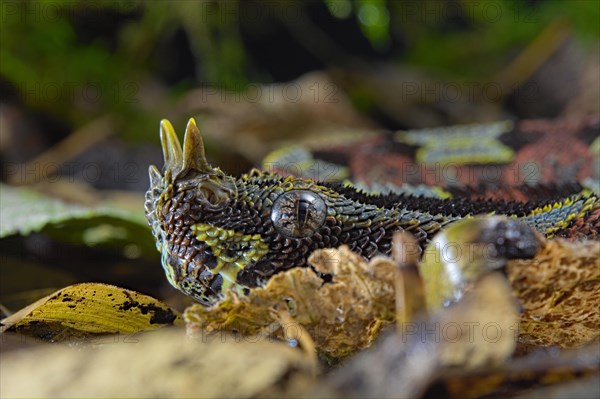 Arrowhead Viper