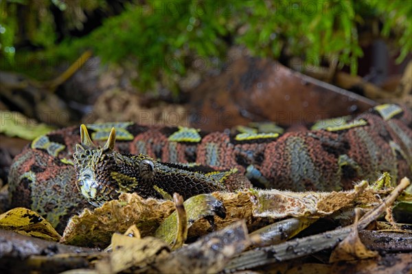 Arrowhead Viper