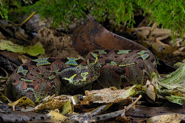 Arrowhead Viper