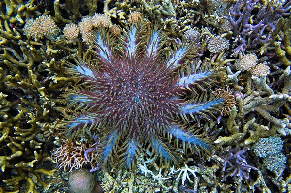 Crown-of-thorns starfish