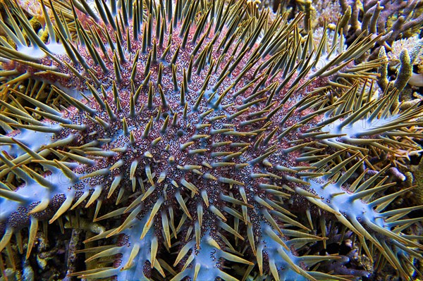 Crown-of-thorns starfish