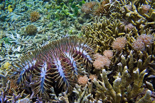 Crown-of-thorns starfish