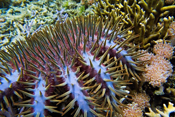 Crown-of-thorns starfish