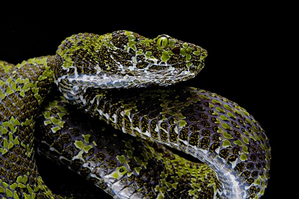 Mangshan Pit Viper