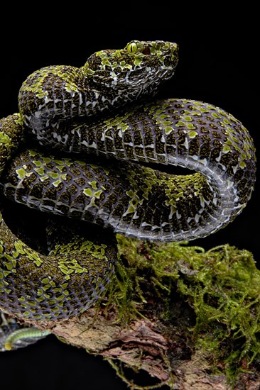 Mangshan Pit Viper