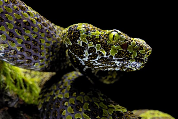 Mangshan Pit Viper