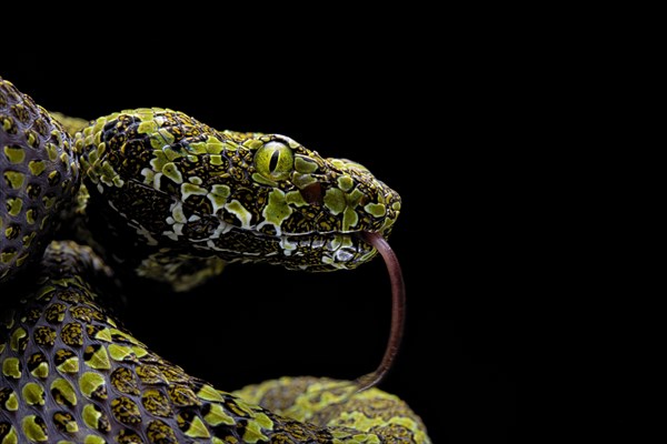 Mangshan Pit Viper