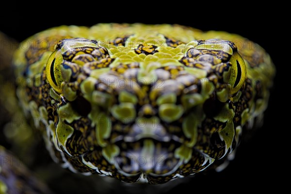 Mangshan Pit Viper