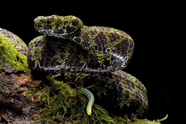 Mangshan Pit Viper