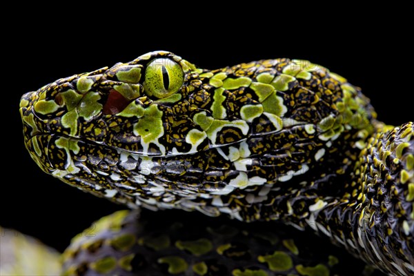 Mangshan Pit Viper