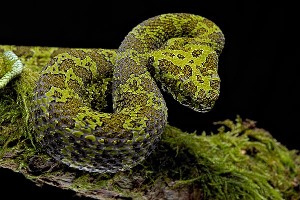 Mangshan Pit Viper