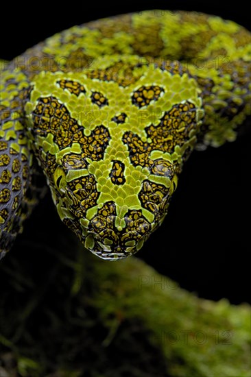 Mangshan Pit Viper