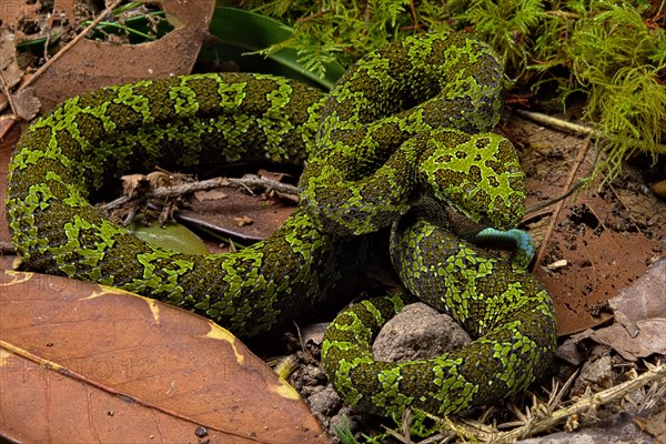 Mangshan Pit Viper