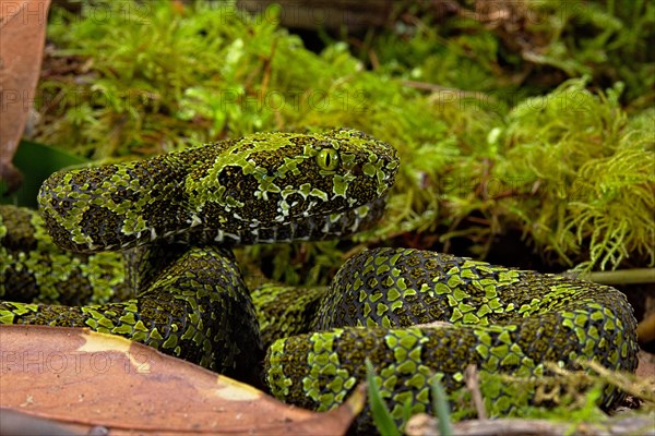 Mangshan Pit Viper