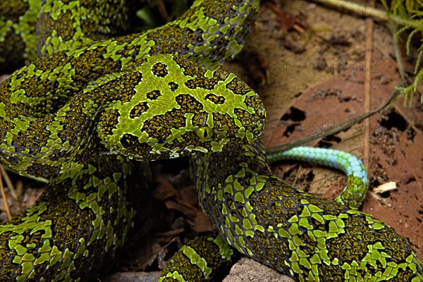 Mangshan Pit Viper