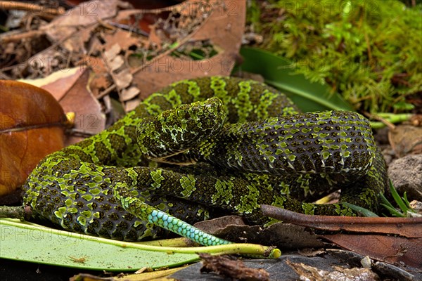 Mangshan Pit Viper