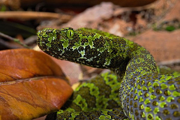 Mangshan Pit Viper