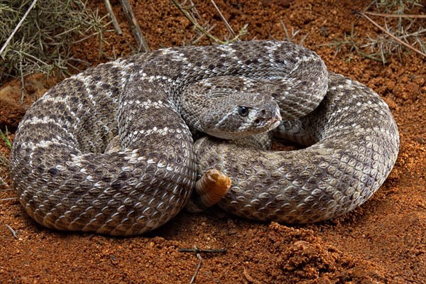 Western Diamondback Rattel Snake