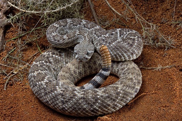 Western Diamondback Rattel Snake