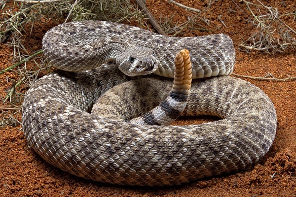 Western Diamondback Rattel Snake