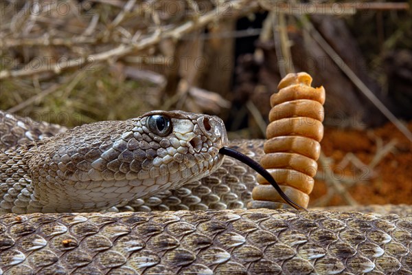 Western Diamondback Rattel Snake