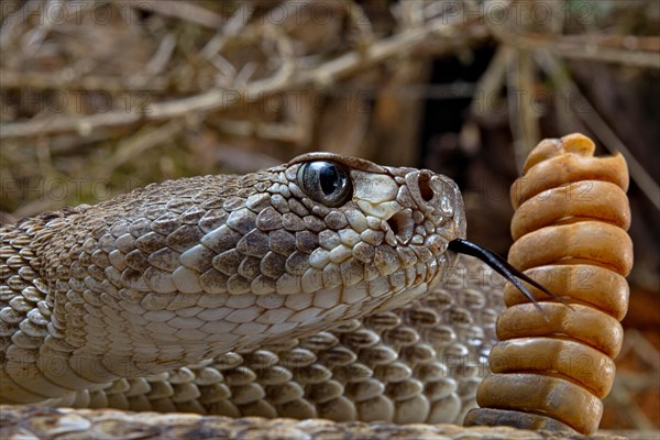 Western Diamondback Rattel Snake