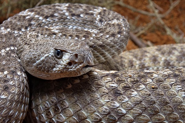 Western Diamondback Rattel Snake