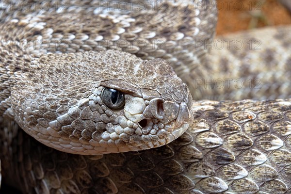 Western Diamondback Rattel Snake