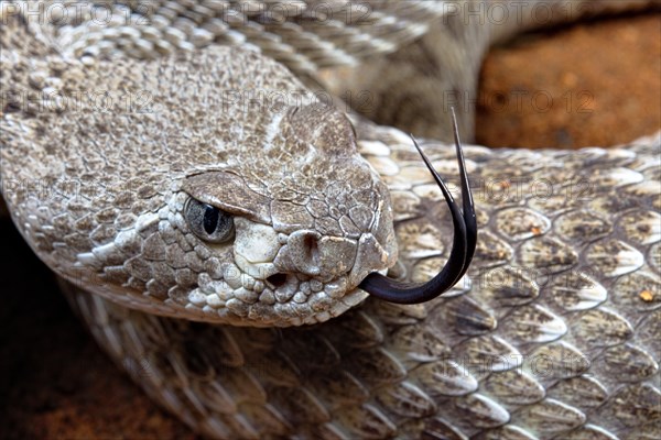 Western Diamondback Rattel Snake