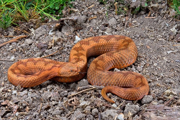 Horned Viper