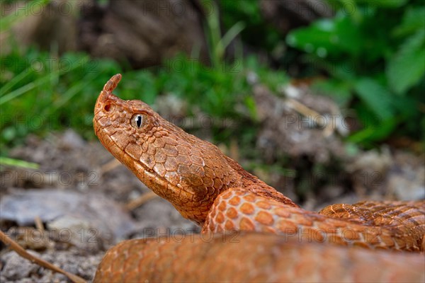 Horned Viper