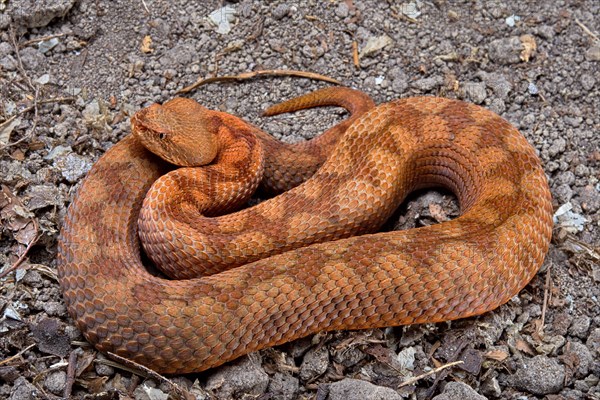 Horned Viper