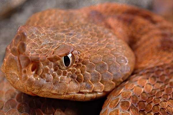 Horned Viper