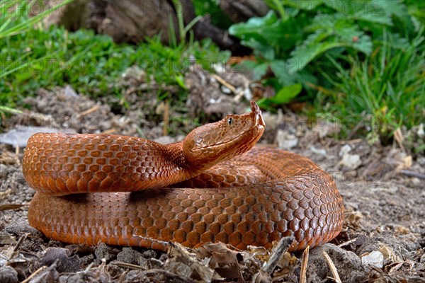 Horned Viper