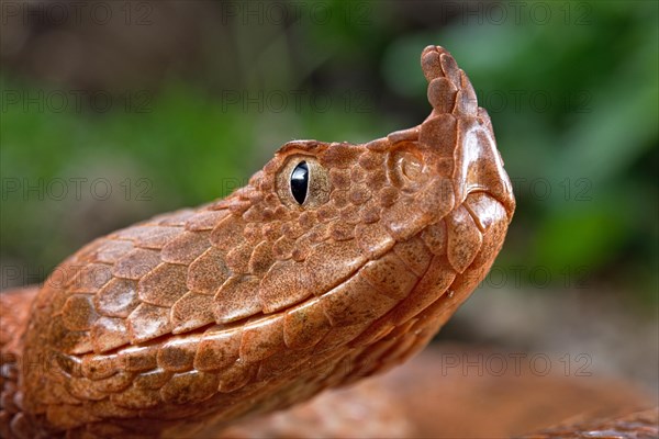 Horned Viper