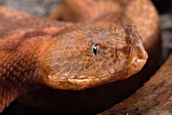 Horned Viper