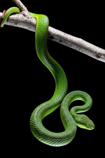 White-lipped pit viper