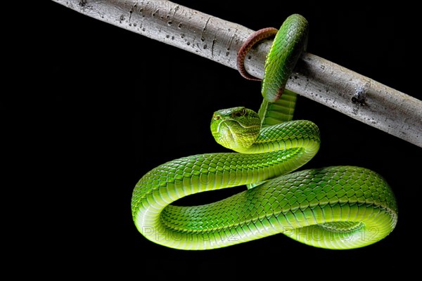 White-lipped pit viper