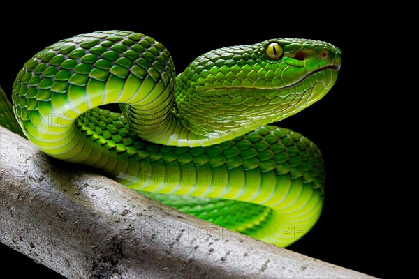 White-lipped pit viper