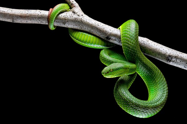 Pair of White-lipped pit viper