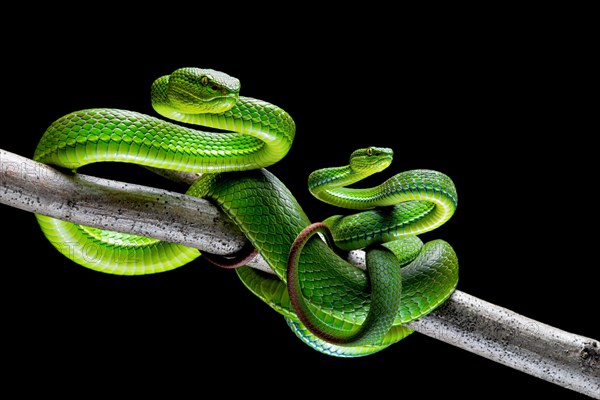 Pair of White-lipped pit viper