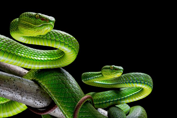 Pair of White-lipped pit viper