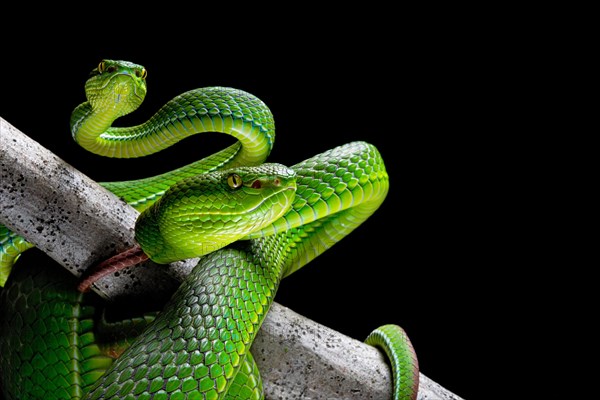 Pair of White-lipped pit viper