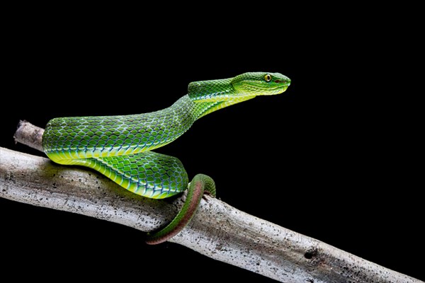 White-lipped pit viper