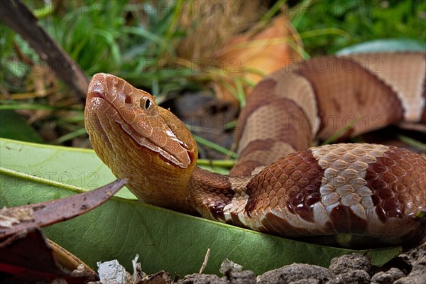 Broad-banded Copperhead