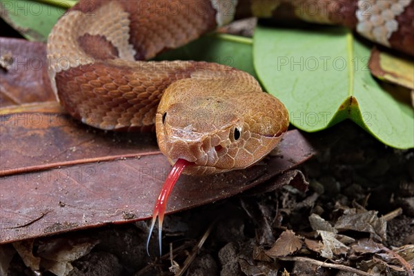 Broad-banded Copperhead